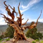 1. Great Basin Bristlecone Pine, 5066 years old