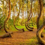 7. Crooked Forest of Gryfino, Poland