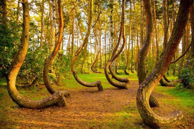 7. Crooked Forest of Gryfino, Poland