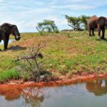 Things to Remember Before Going for a Zimbabwean Safari
