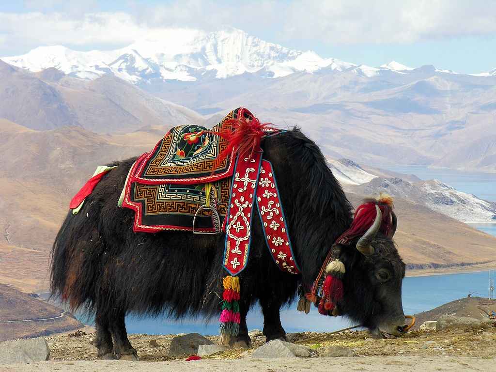 Tibet