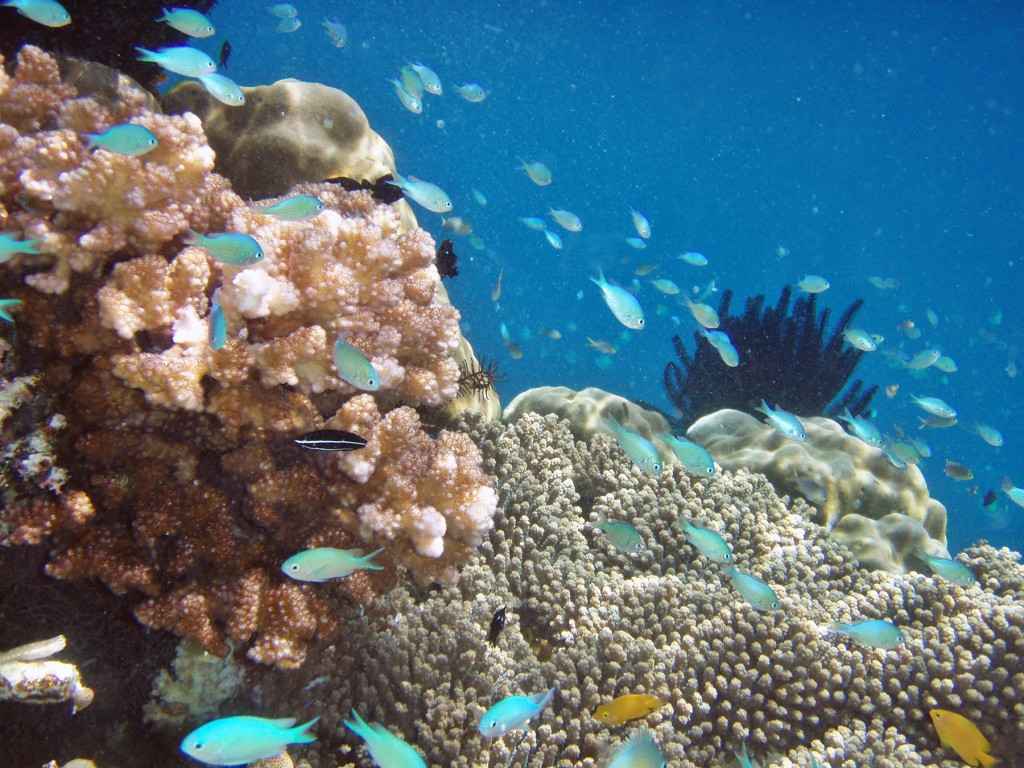 Raja Ampat Islands, West Papau