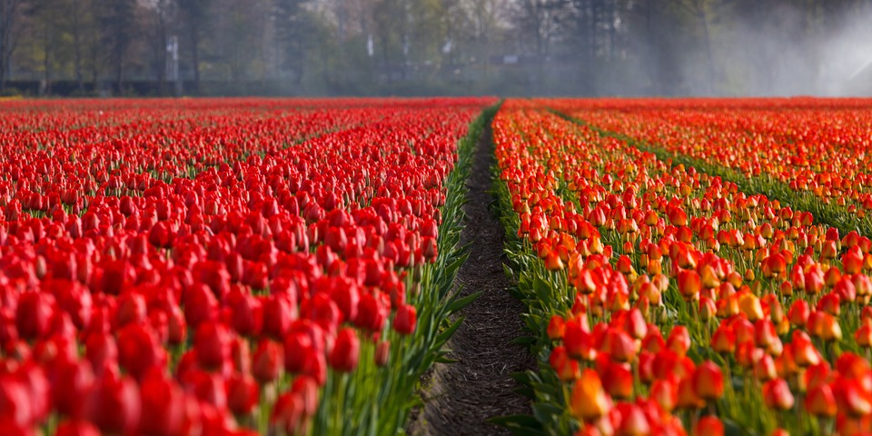 Tulip garden In Amsterdam
