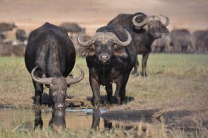10. Black Buffalo (Sub-Saharan Africa)
