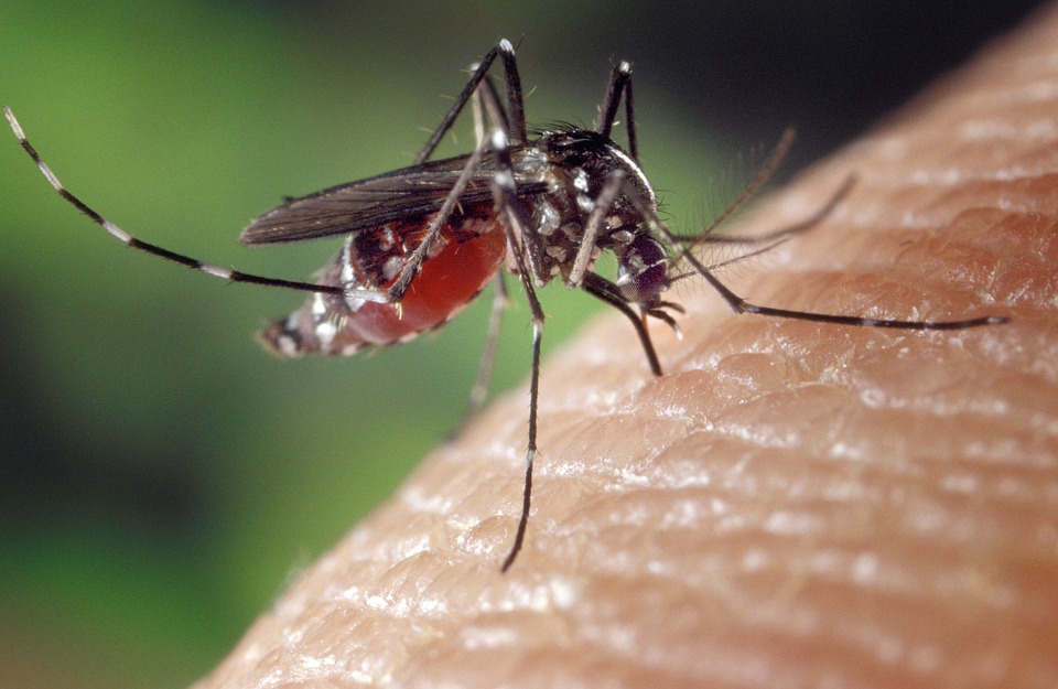 2. Mosquito (worldwide)