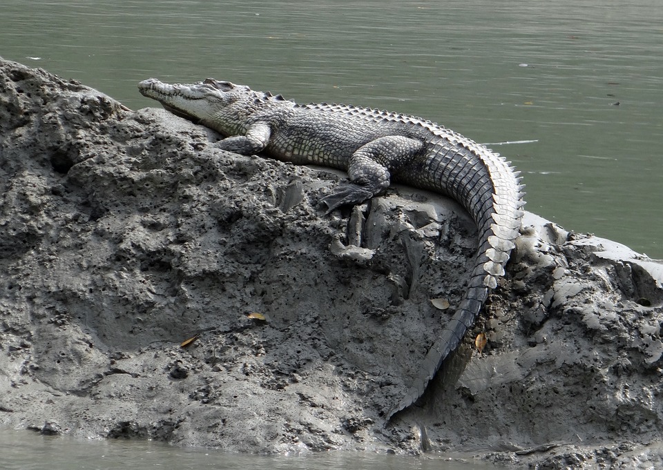 4. Sea Crocodile (Indo-Pacific)