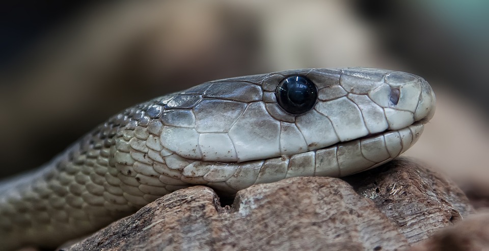 5. Black Mamba (Southern and Eastern Africa)