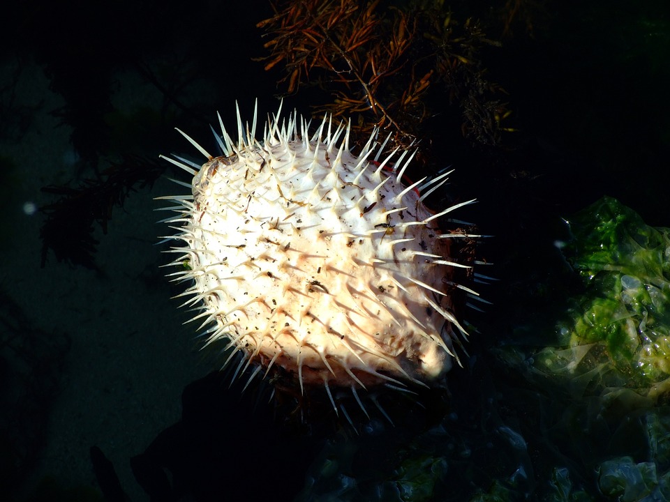 6. Pufferfish (Tropical Seas)