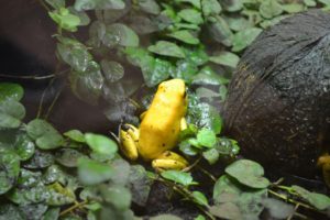 8. Golden Frog (Colombian Western Andes)