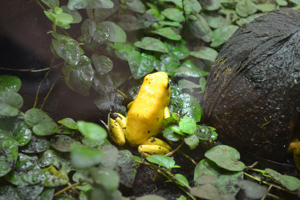 8. Golden Frog (Colombian Western Andes)