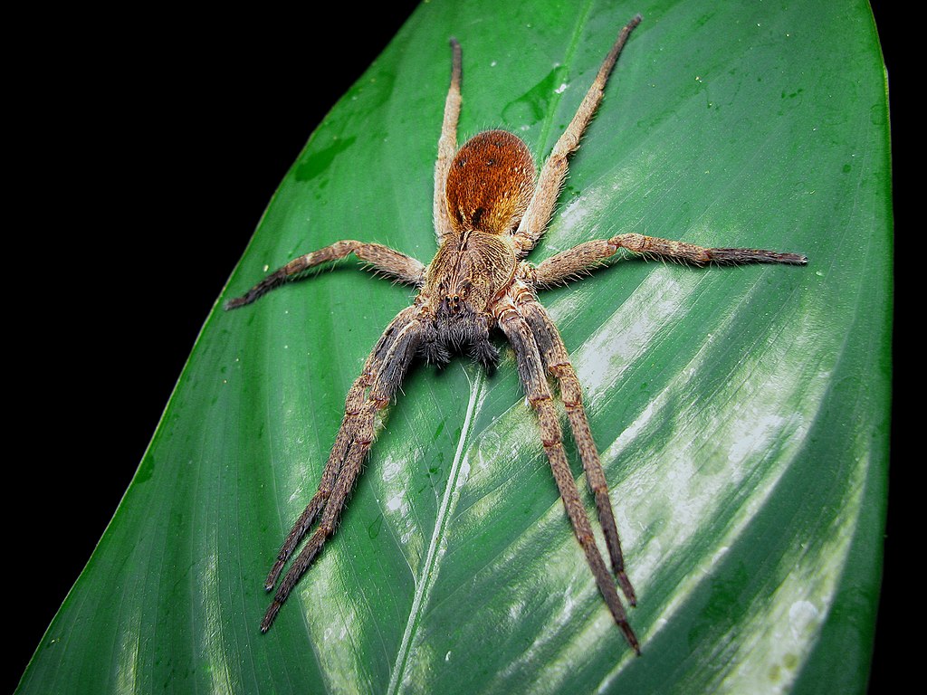Banana Spider (South and Central America)