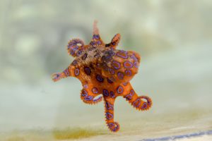 Blue-Ringed Octopus (Australian and Southeast Asian coasts)