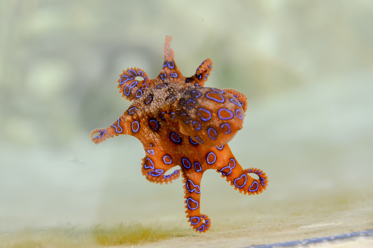 Blue-Ringed Octopus (Australian and Southeast Asian coasts)