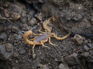 Indian Red Scorpion (India and South Asia)