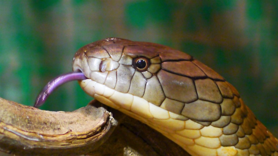 King Cobra (Southeast Asia)