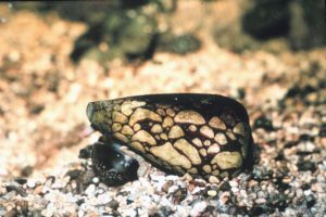 Marbled Cone Snail (Tropical Pacific Area)