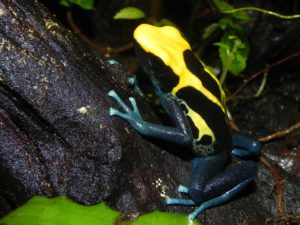 Poison Dart Frog (South and Central America)