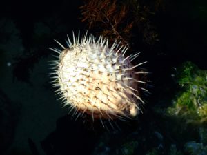 Pufferfish (Tropical Seas)