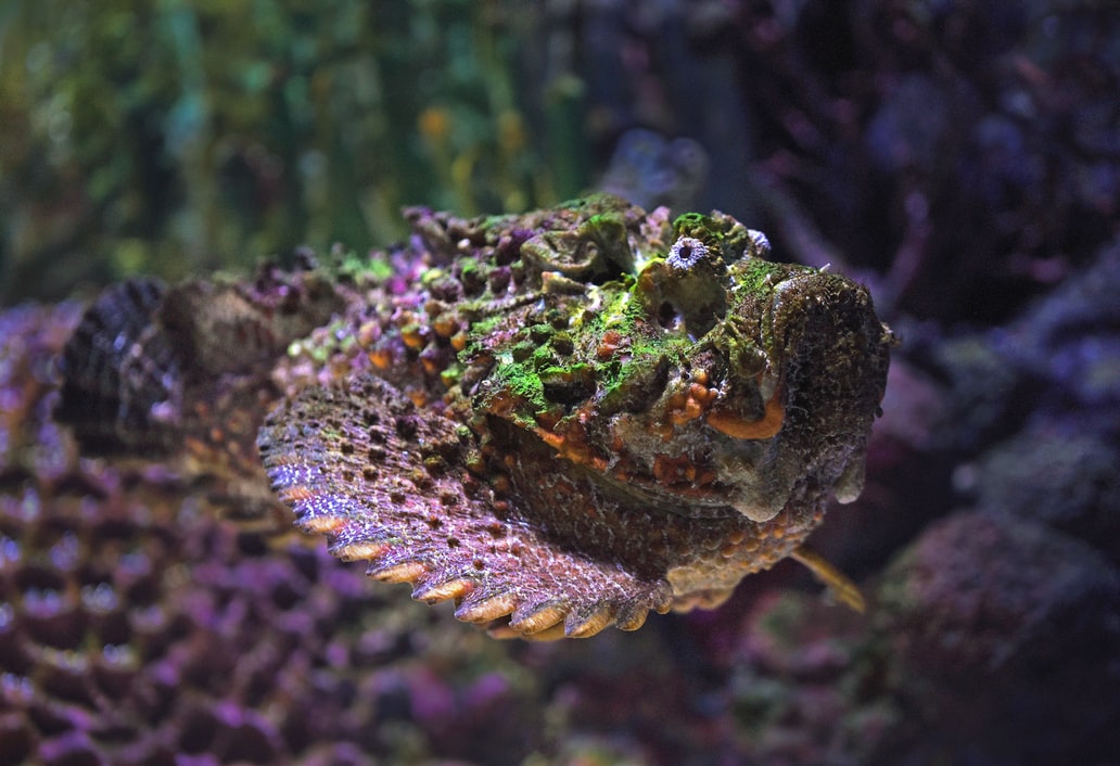 Stonefish (Pacific Area)