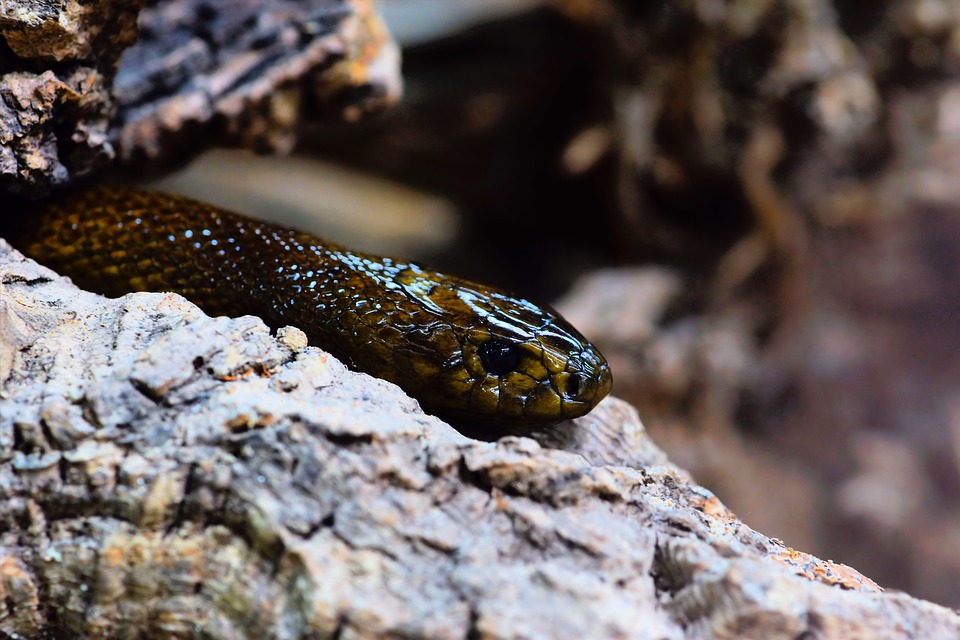 The Inland Taipan (Australia)