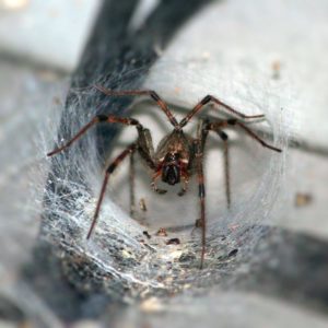 Tunnel Spider (Australia)