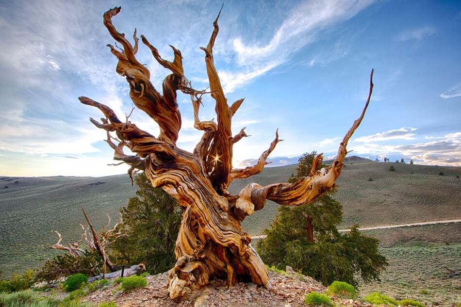 1. Great Basin Bristlecone Pine, 5066 years old