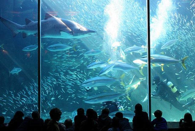 1. Two Oceans Aquarium, South Africa