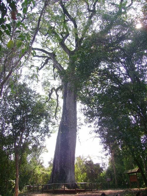 10. Patriarch of the Forest, 3000 years old