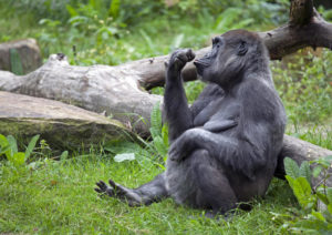 11. Bronx Zoo - 107 hectares