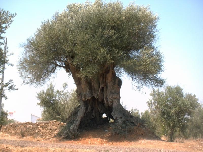 11. Oliveira De Santa Iria De Azòira, 2850 years old