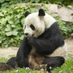 12. Beijing Zoo - 89 hectares