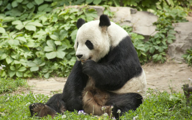 12. Beijing Zoo - 89 hectares