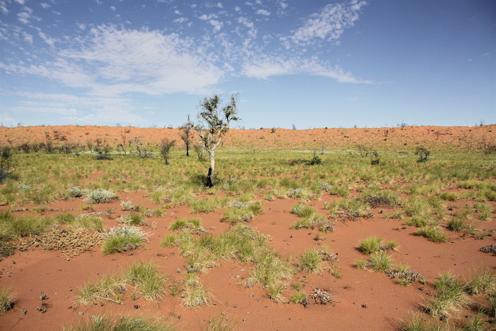 12. Great Sandy Desert - 360.000 km² - TheBiteTour.com