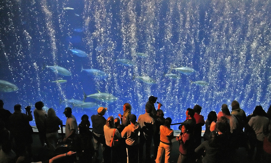 12. Monterey Bay Aquarium, USA