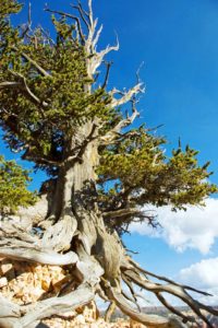 12. The Rocky Mountain Pine, 2459 years old