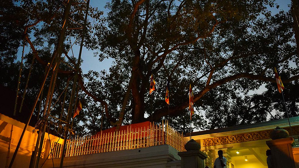 13. Jara Sri Maha Bodhi, 2302 years old