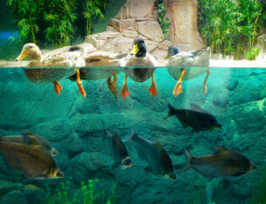 13. Shanghai Ocean Aquarium, China
