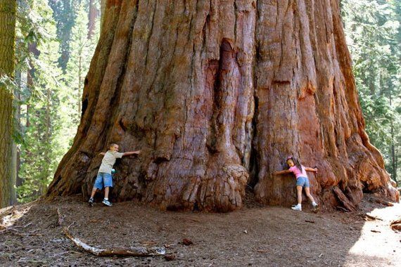 14. Evergreen Sequoia, up to 2300 years old