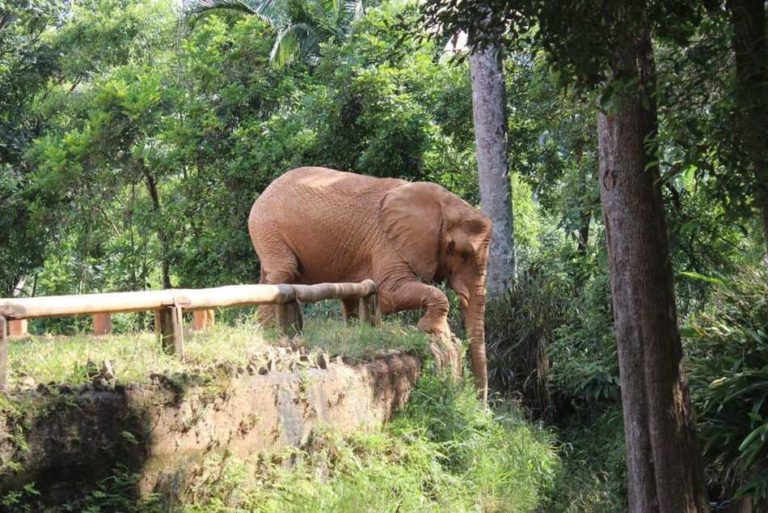 The 15 Largest and Most Beautiful Zoos in the World