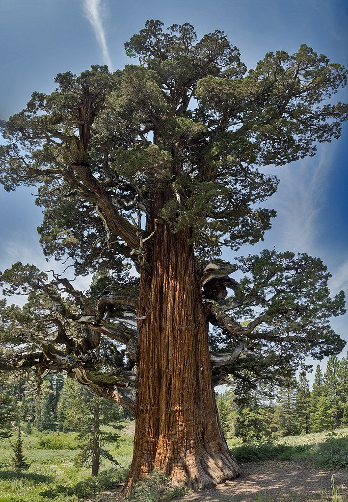 15. Bennet Juniper, 2200 years old