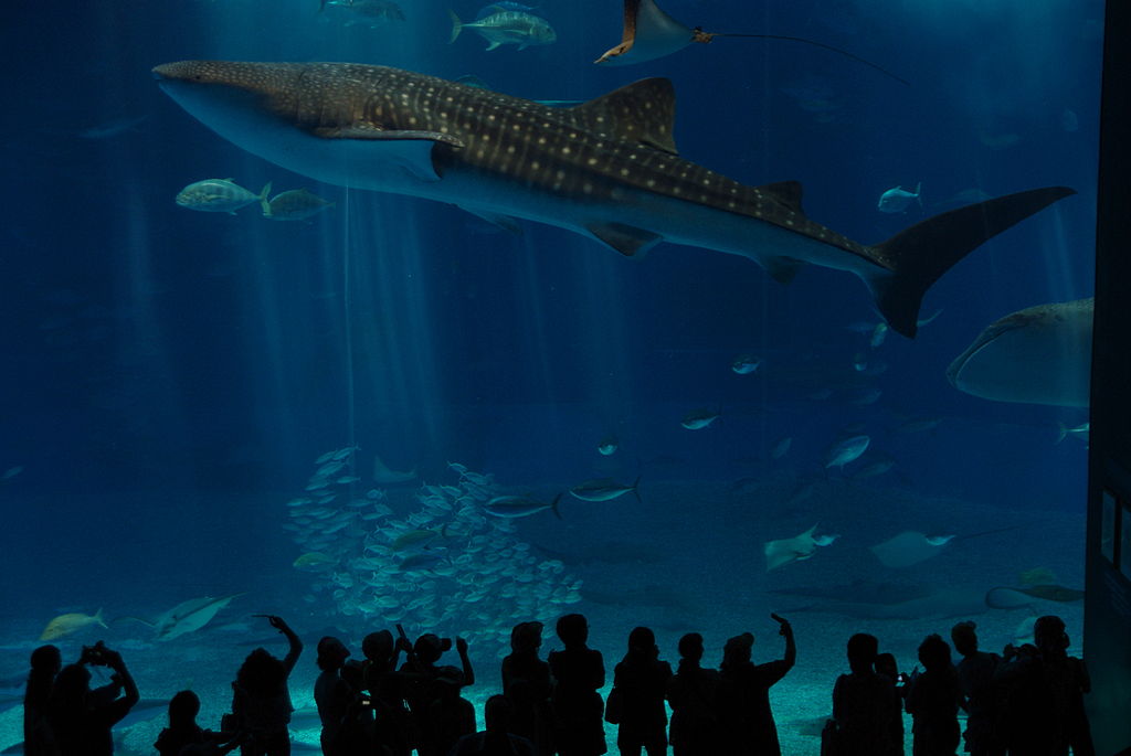 15. Okinawa Churaumi Aquarium, Japan