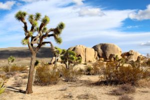 19. Mojave Desert - 65.000 km²