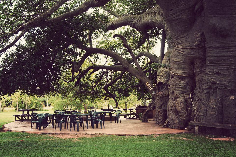 3. Baobab Tree Bar, Modjadjiskloof, South Africa