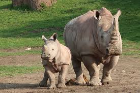 3. Toronto Zoo - 287 hectares