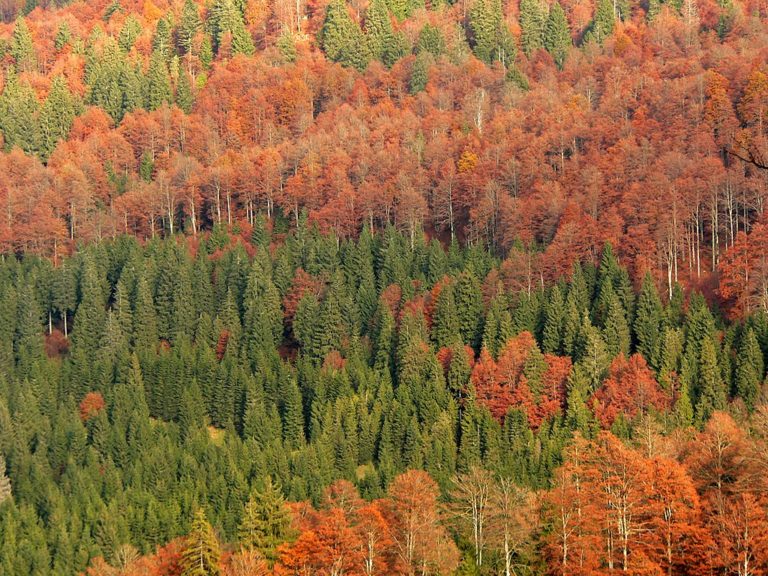 The 10 Most Beautiful Woods in Italy | TheBiteTour