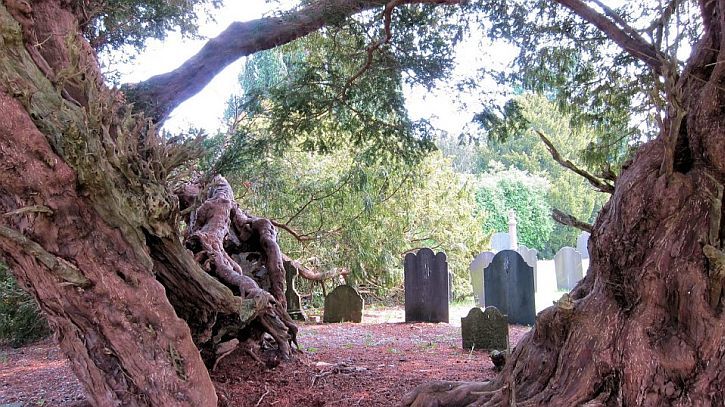 4. Llangernnyw Yew, 4000 - 5000 years old