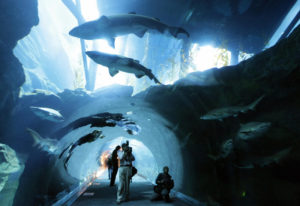 5. Dubai Aquarium and Discovery Center, United Arab Emirate