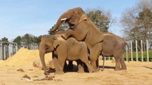 5. ZSL Whipsnade Zoo - 242 hectares