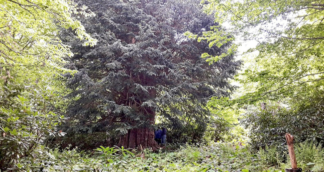 5. Zonguldak Yew, 4112 years old