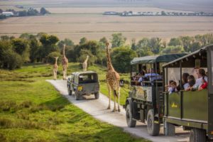 6. Port Lympne Wild Animal Park - 240 hectares